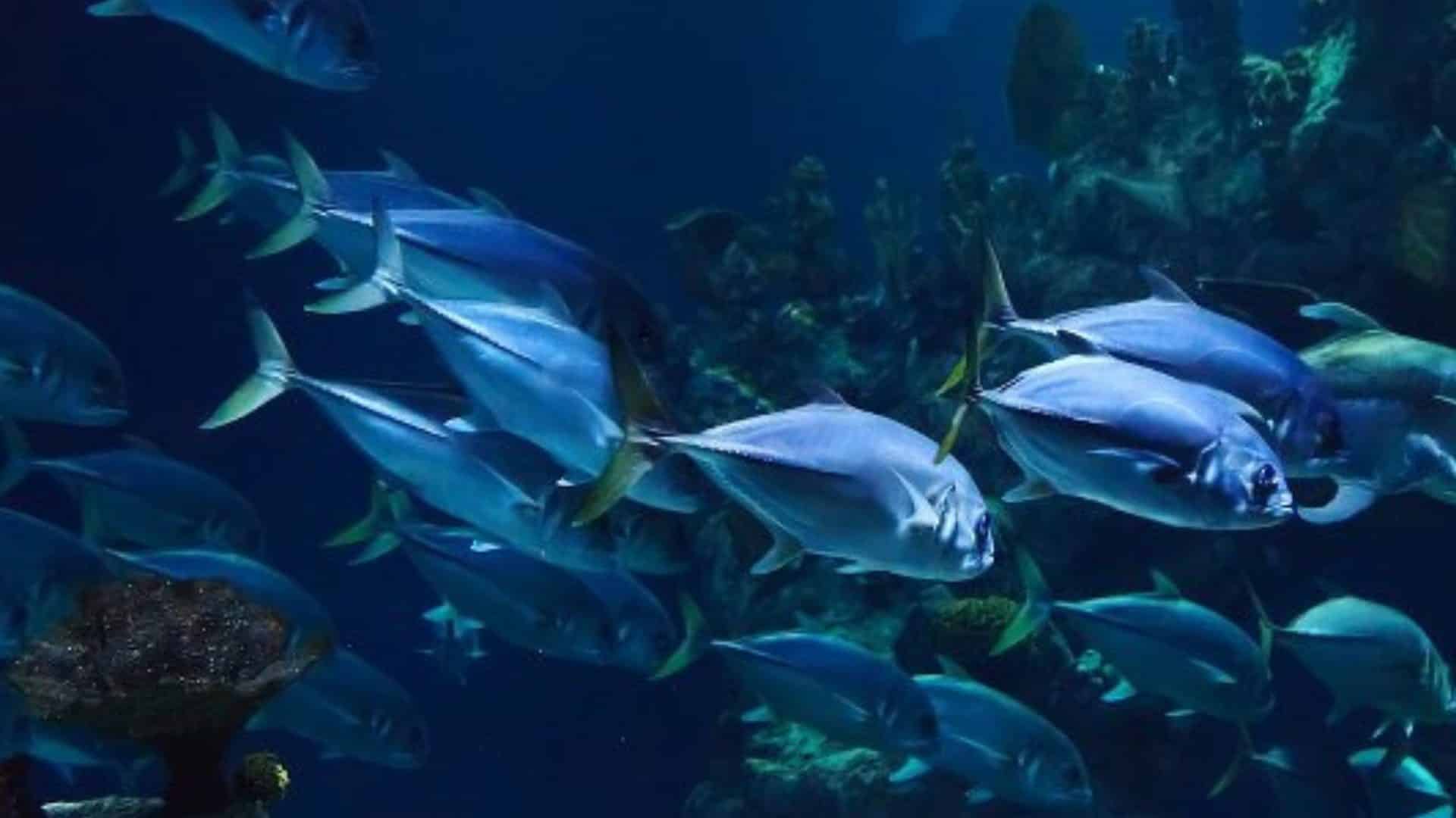 Aquarium Perigord Noir
